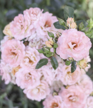 Grandda's Garden