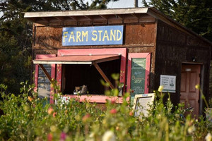 Homeless Garden Project