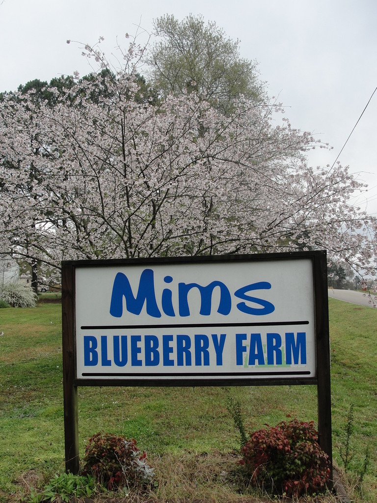 Mims Blueberry Farm - LocalHarvest