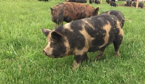 Hoekstra Husbandry