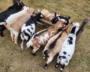 Tilly's Tiny Family Farm