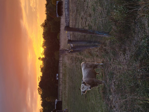Providence Pastures