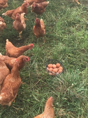 Converse Farms
