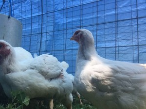 K and L Kysar Farm LLC