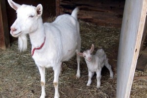 Betty's Best Goat Products