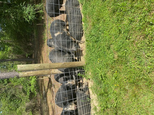 Richoux Family Farm