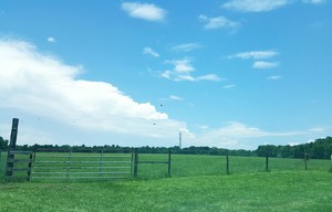 Wholesome Acres