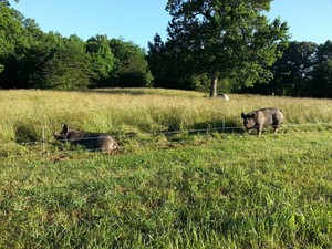 White Springs Farm