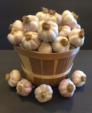 Natures Garlic Farm