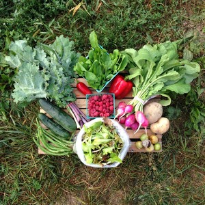 Plow Creek Farm