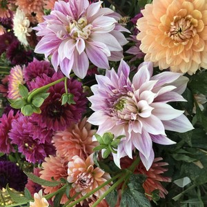 Pine Creek Flowers