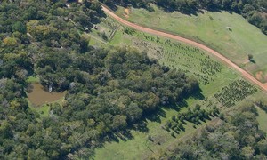 Kelumac Christmas Tree Farm Bed and Breakfast