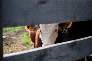 Homestead Meats, LLC