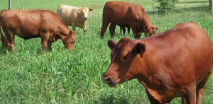 Nature's Gourmet Farm