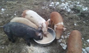 Frost Valley Farm