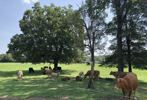Green Leaf Farms