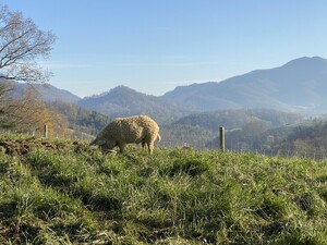 Smoky Mountain Mangalitsa