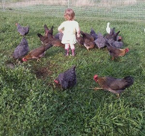 Shady Brook Farm