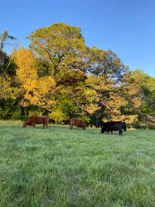 Blanton Farm