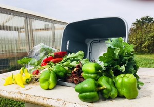 Living Harvest Gardens