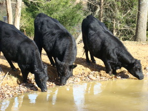 Bell's Bluff Farm