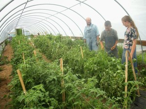 Sunny Cone Farm