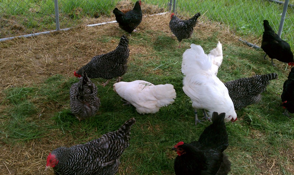 Fresh Eggs From Happy Chickens : heritage meat, free range