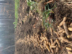Makah Ozette Potato