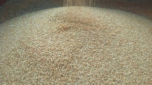Turkey Hard Red Winter Wheat