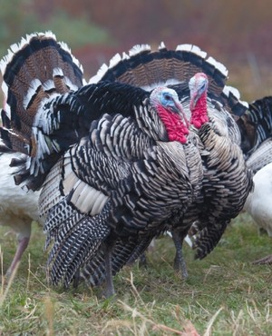 Patuxent Harvest