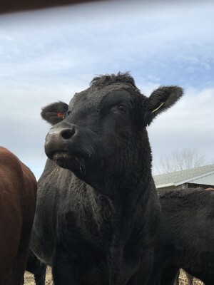 Egly 100% Natural Grass Fed Grass Finished Beef -Red Devons