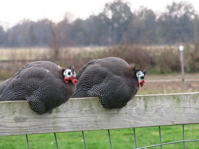 Guinea Fowl 101