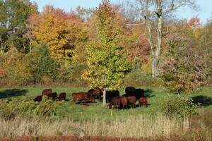 Oxford Farms