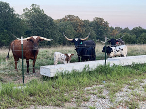Heritage Texas Longhorn
