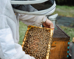 Golden Apiaries