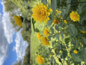 Olive's Flowers