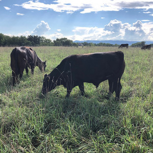 T&A Grazing