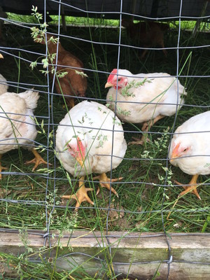 7 Acres Farm