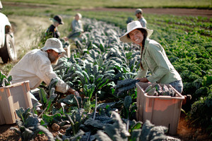 Small Family Farm and CSA
