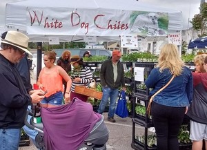 White Dog Chiles