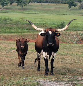 Bertrand Longhorn Beef & Cattle