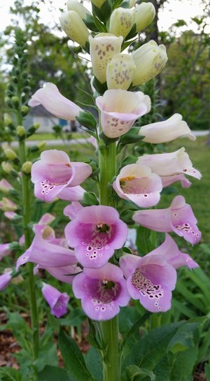 Debbie's Garden