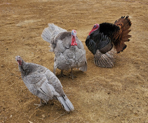 Slate Turkey