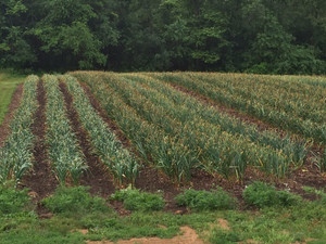 www.GetGarlic.com