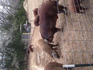 LaraLand Farms