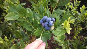 Williston Blueberry Farm