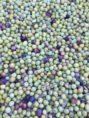 Olivas de Oro Olive Company