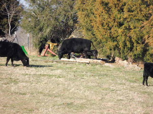 Spring Creek Angus