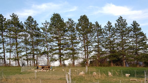 Shire Regenerative Farm