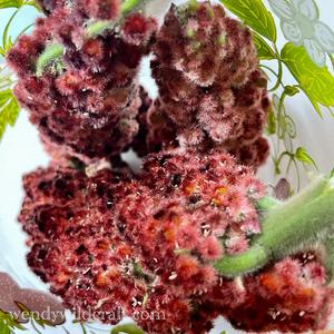 Staghorn Sumac